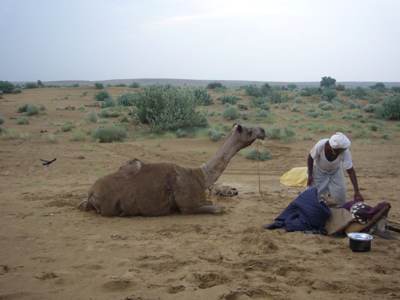 Travel - India - Rajasthan - Desert Camel Trip - Next Morning
